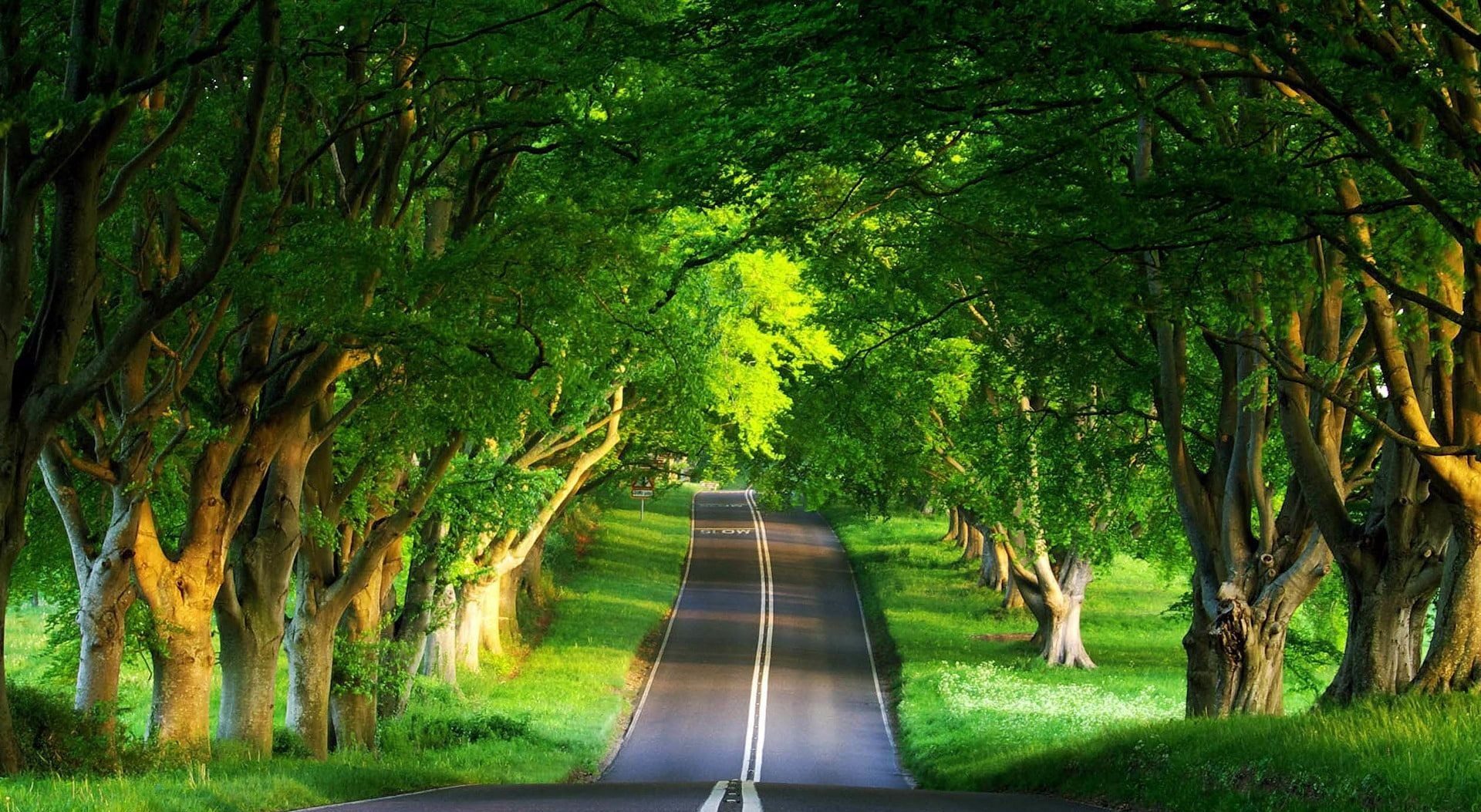 A sunlit avenue of trees arching over a quiet road